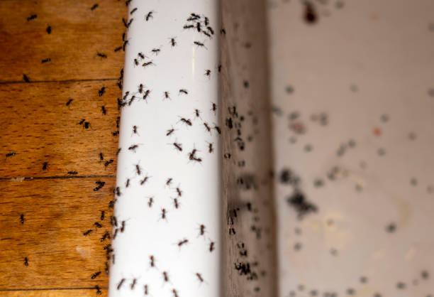 Best Termite Control Services  in Greencastle, IN